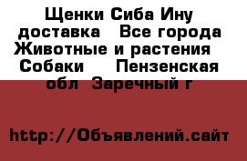 Щенки Сиба Ину доставка - Все города Животные и растения » Собаки   . Пензенская обл.,Заречный г.